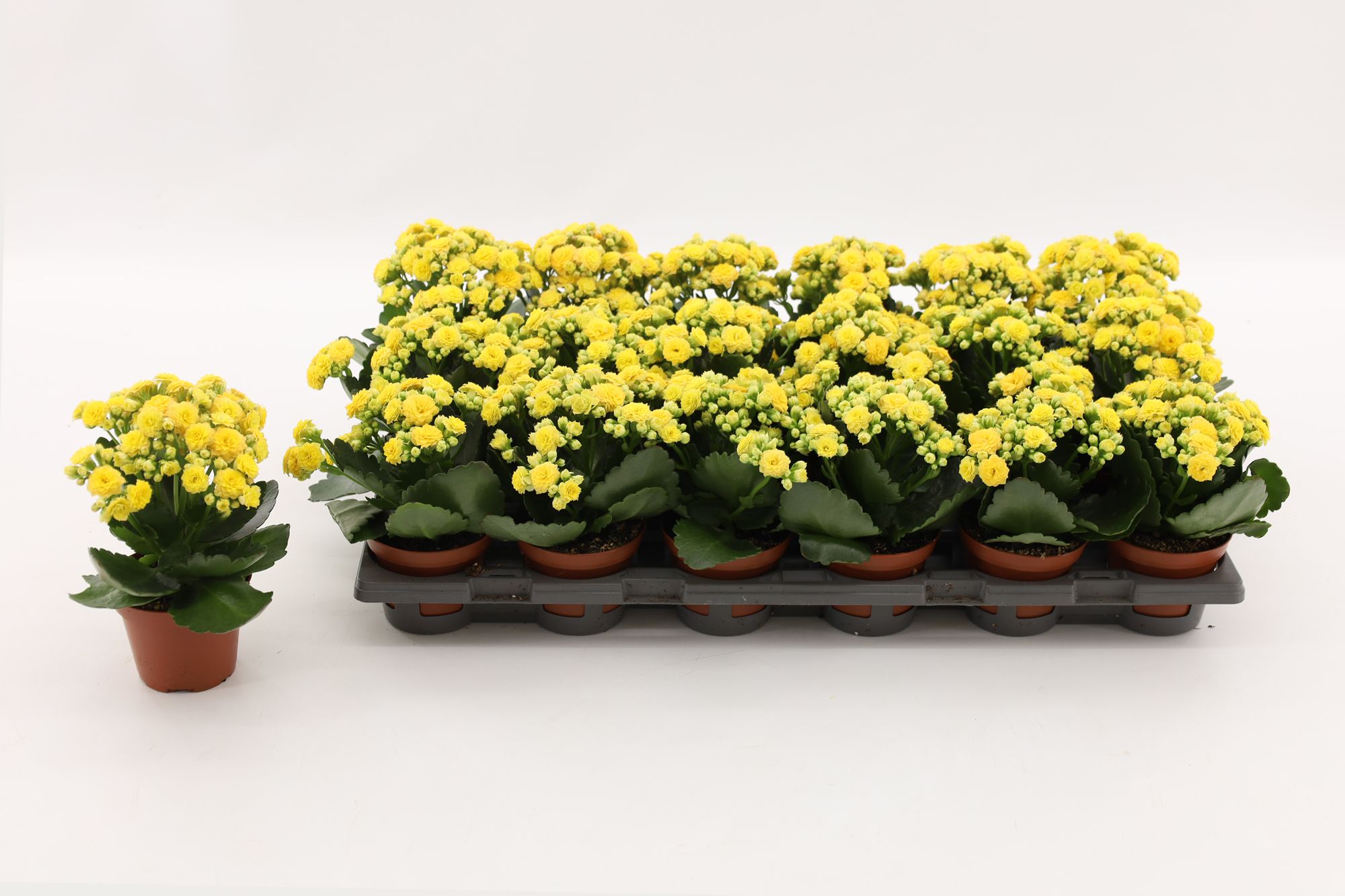 Kalanchoe Double Yellow, without sleeve, D 8