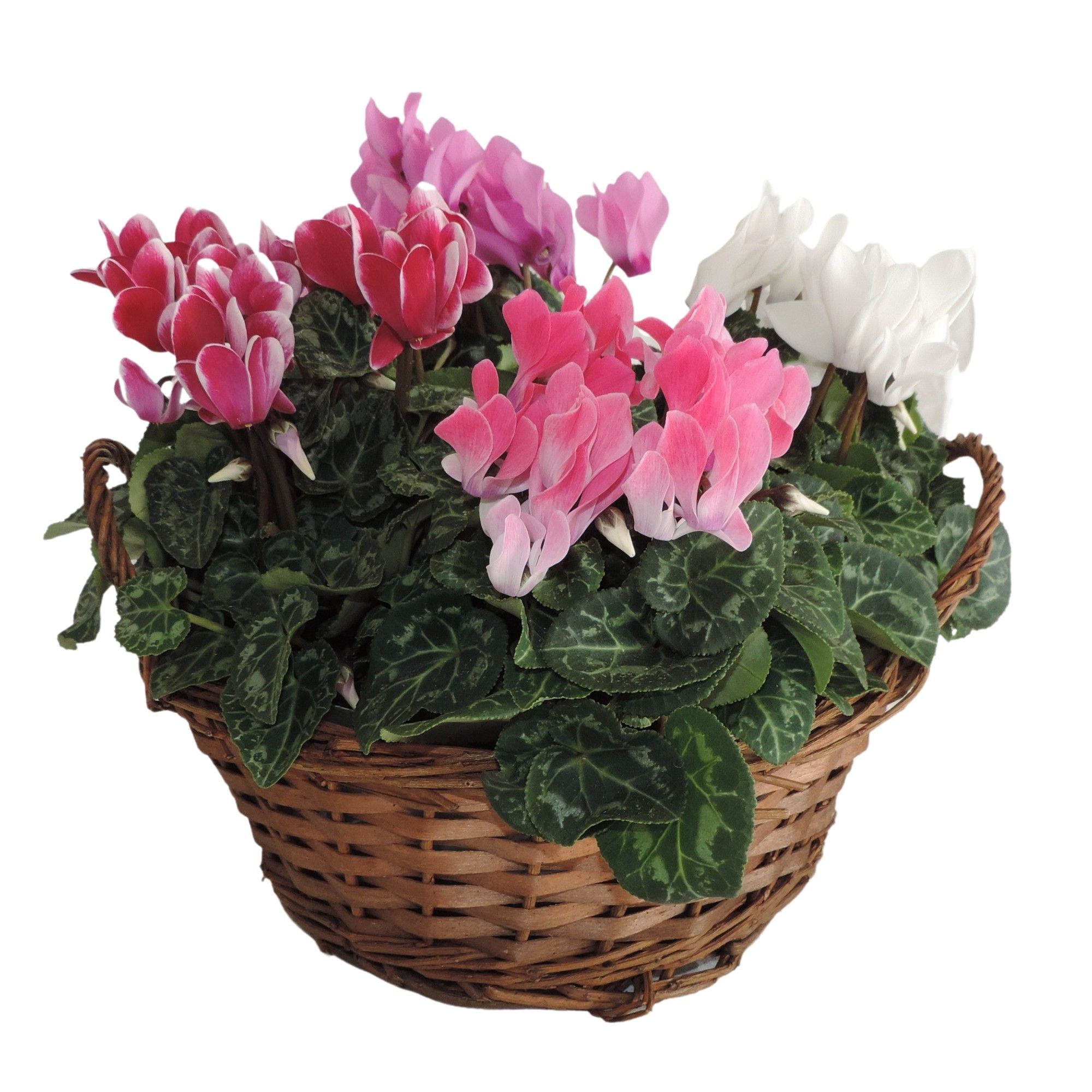 Cyclamen Super Serie Carnaval Mand Hanoi 25 cm, D 25