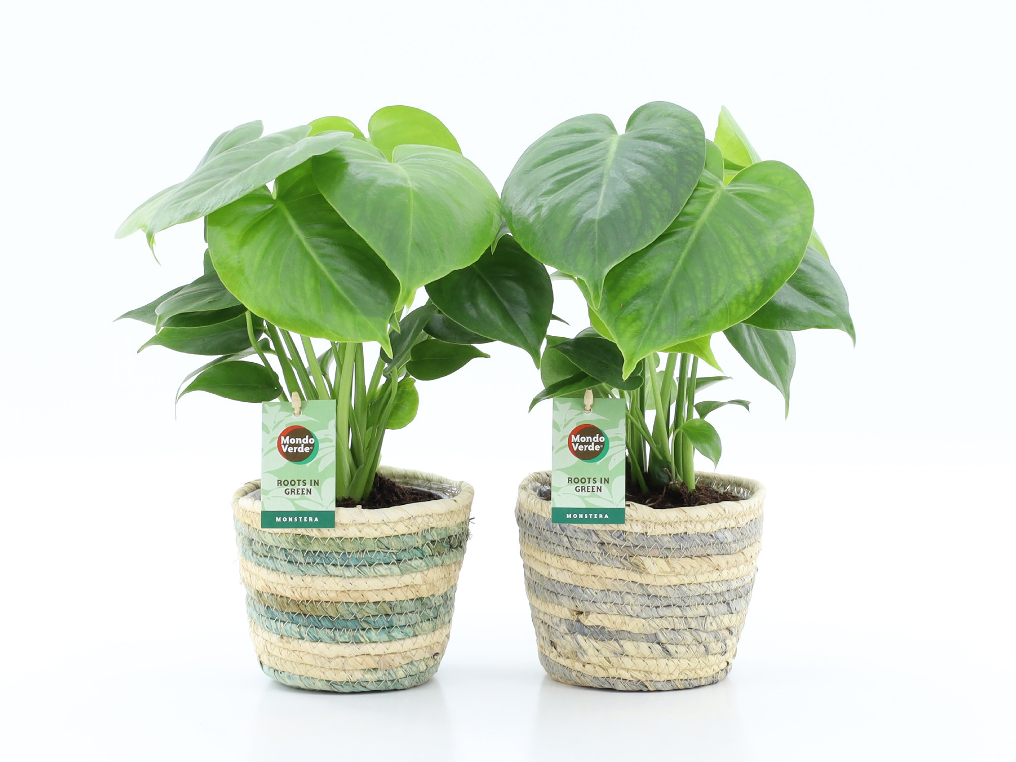 Monstera deliciosa in Noah Lines, D 14