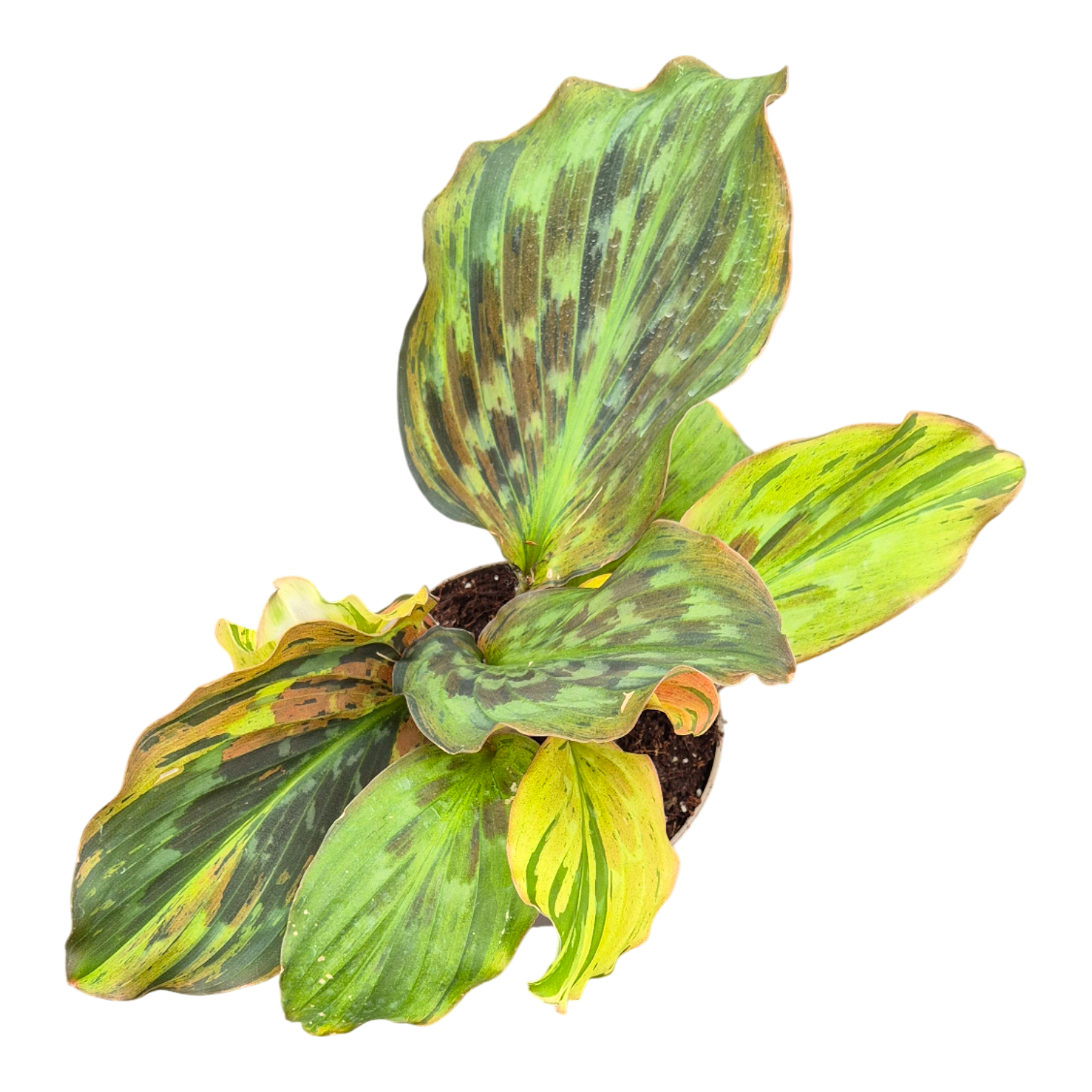 Kaempferia Pulchra Variegata, D 13