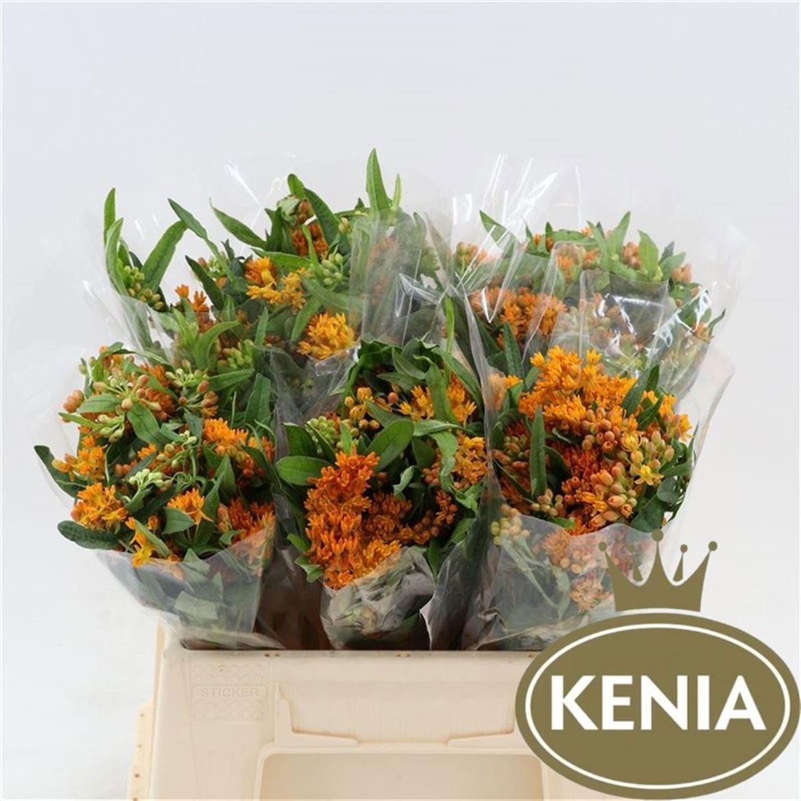 Асклепиа Тубероза 40, шт.