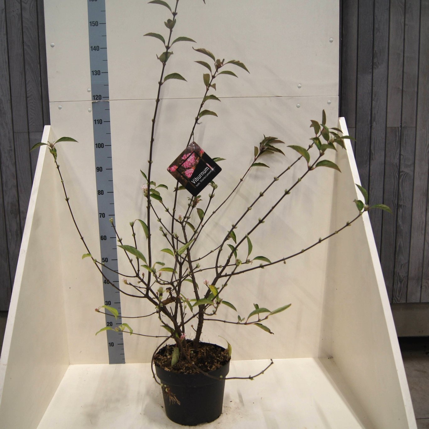 Viburnum bodn. 'Charles Lamont', D 28