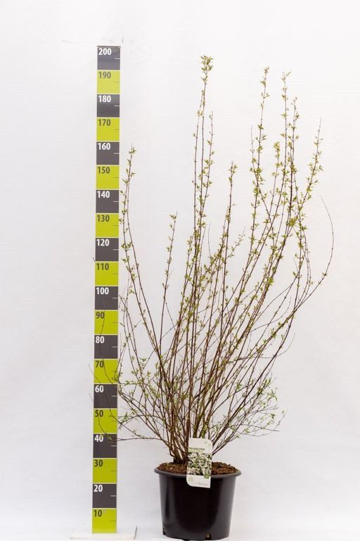 Philadelphus 'Belle Etoile' C 12, D 30