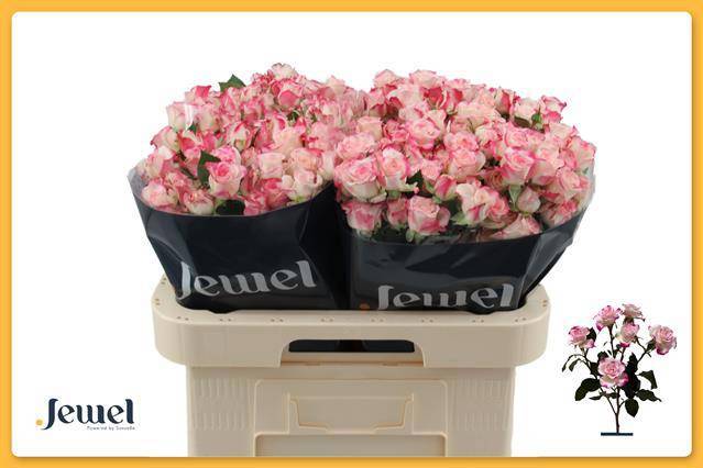 Роза куст. Рефлекс 60 (розово-бел.), шт.