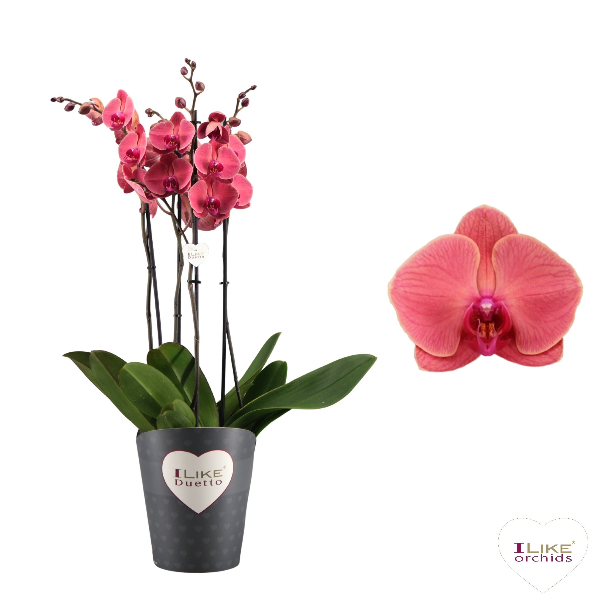 Duetto Asian Coral - 5 tak, D 17