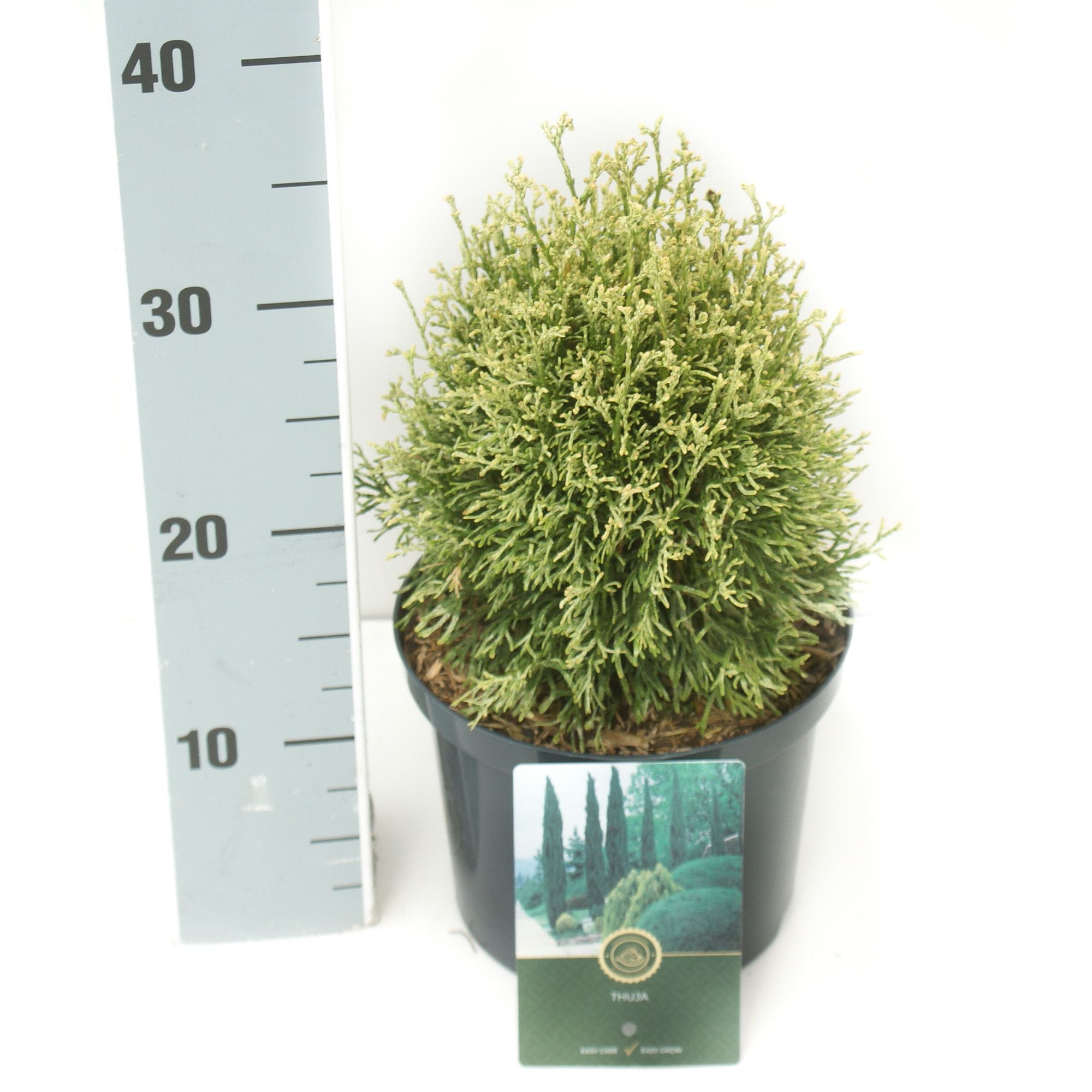 Thuja o. 'Miss Frosty', D 18