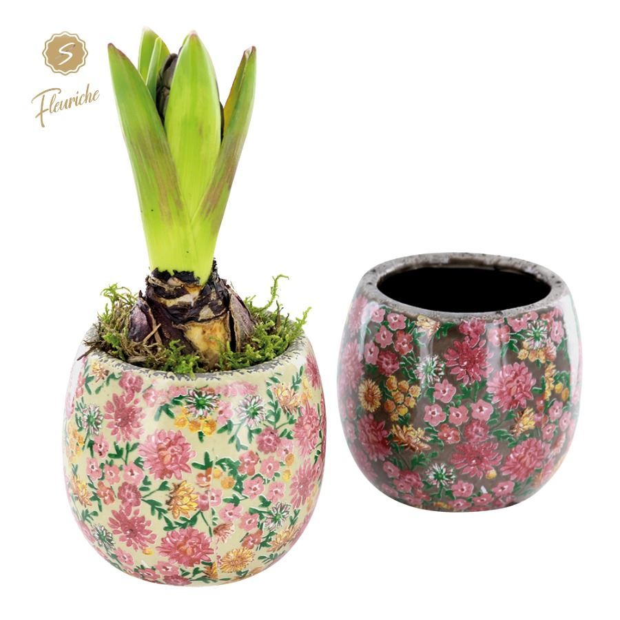 (1603) Hyacint Late Fashion [M] 1PP Mos, D 11 cm