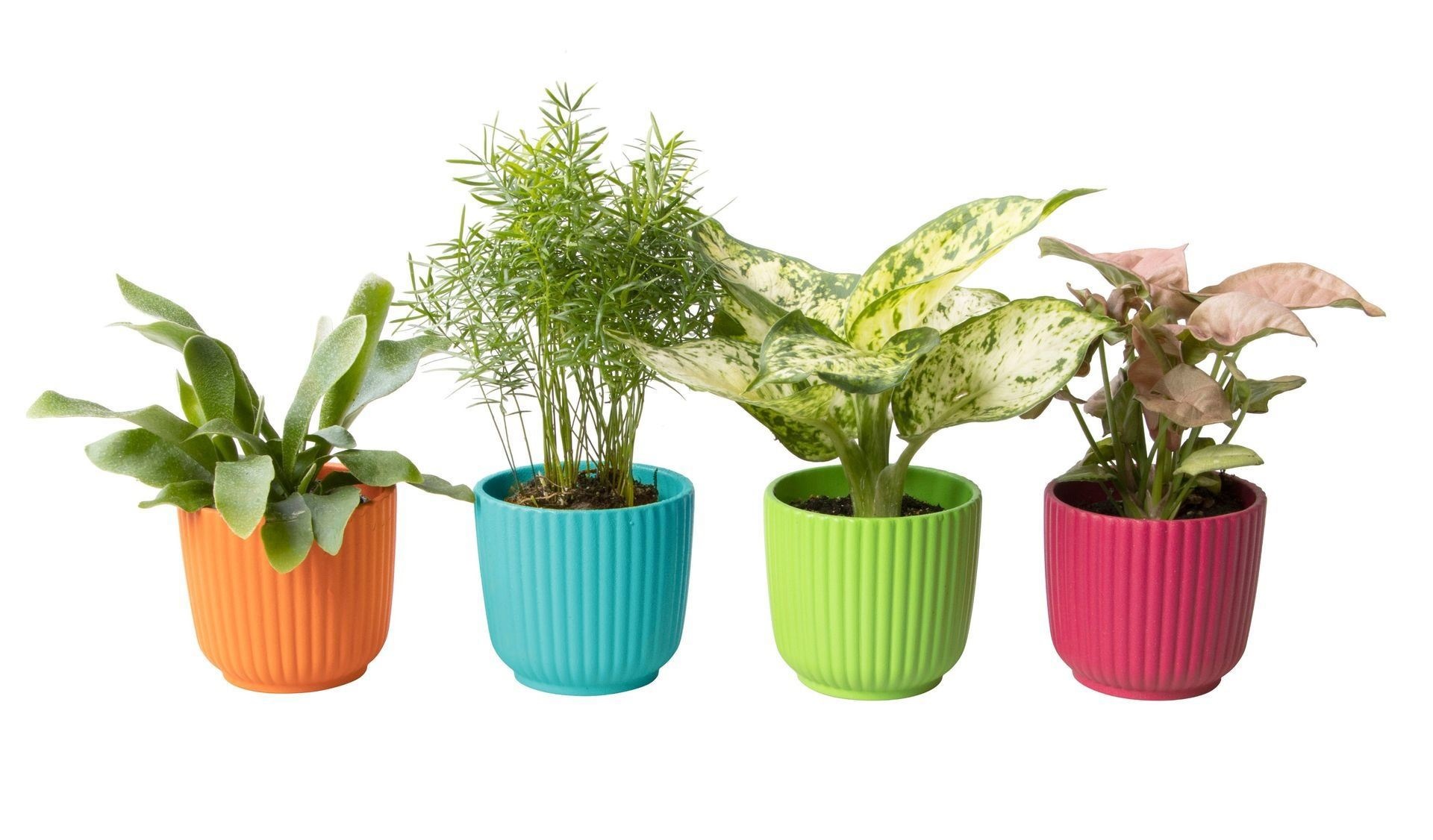 L 65622 with Green Mix, D 6