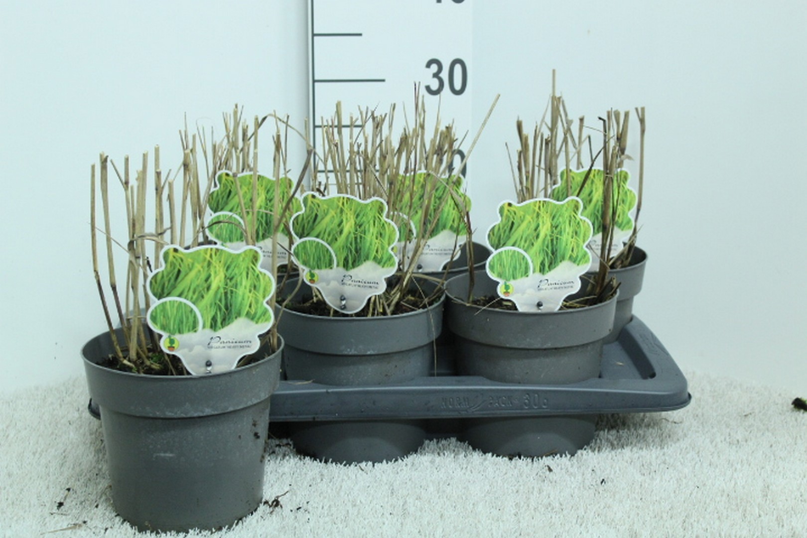 Panicum virgatum 'Heavy Metal' P17, D 17