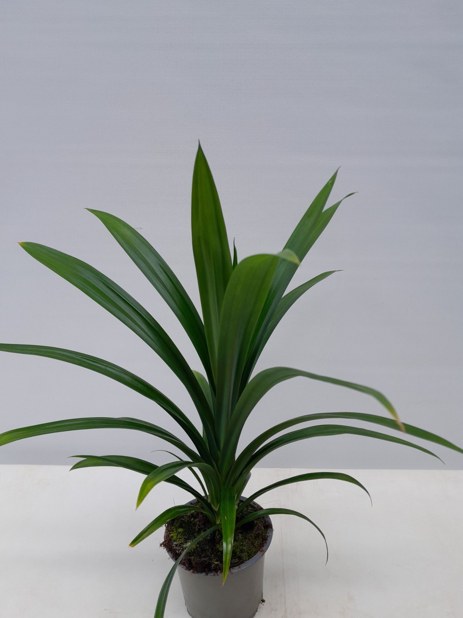 PANDANUS VEITCHII, D 11