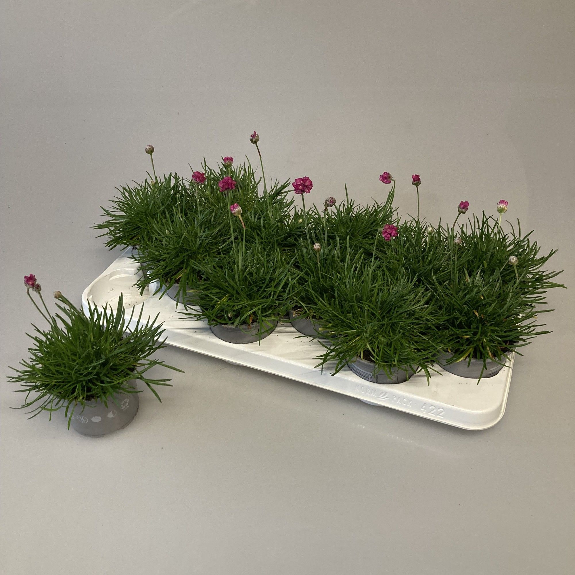 Armeria Rose, D 10,5