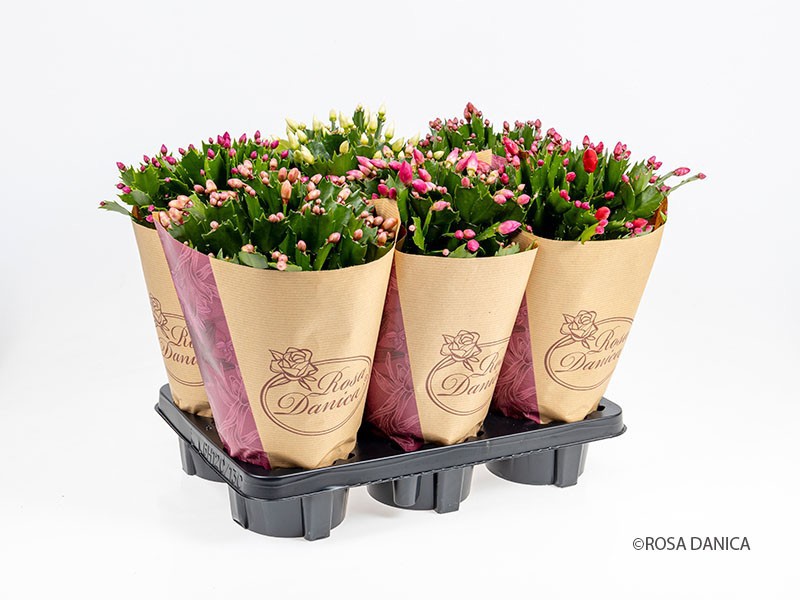 Schlumbergera 'Brazil' 3 kleuren gem Hoes, D 14 cm Schlumbergera 'Brazil' 3 kleuren gem Hoes, D 14 cm