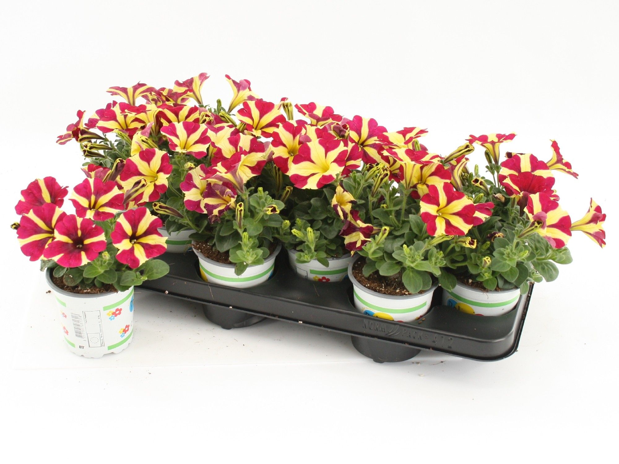 Petunia Queen of Hearts, D 10,5