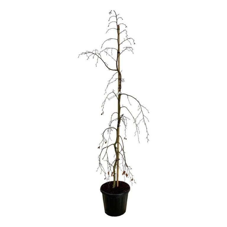 Fagus syl. 'Pendula', D 40 cm