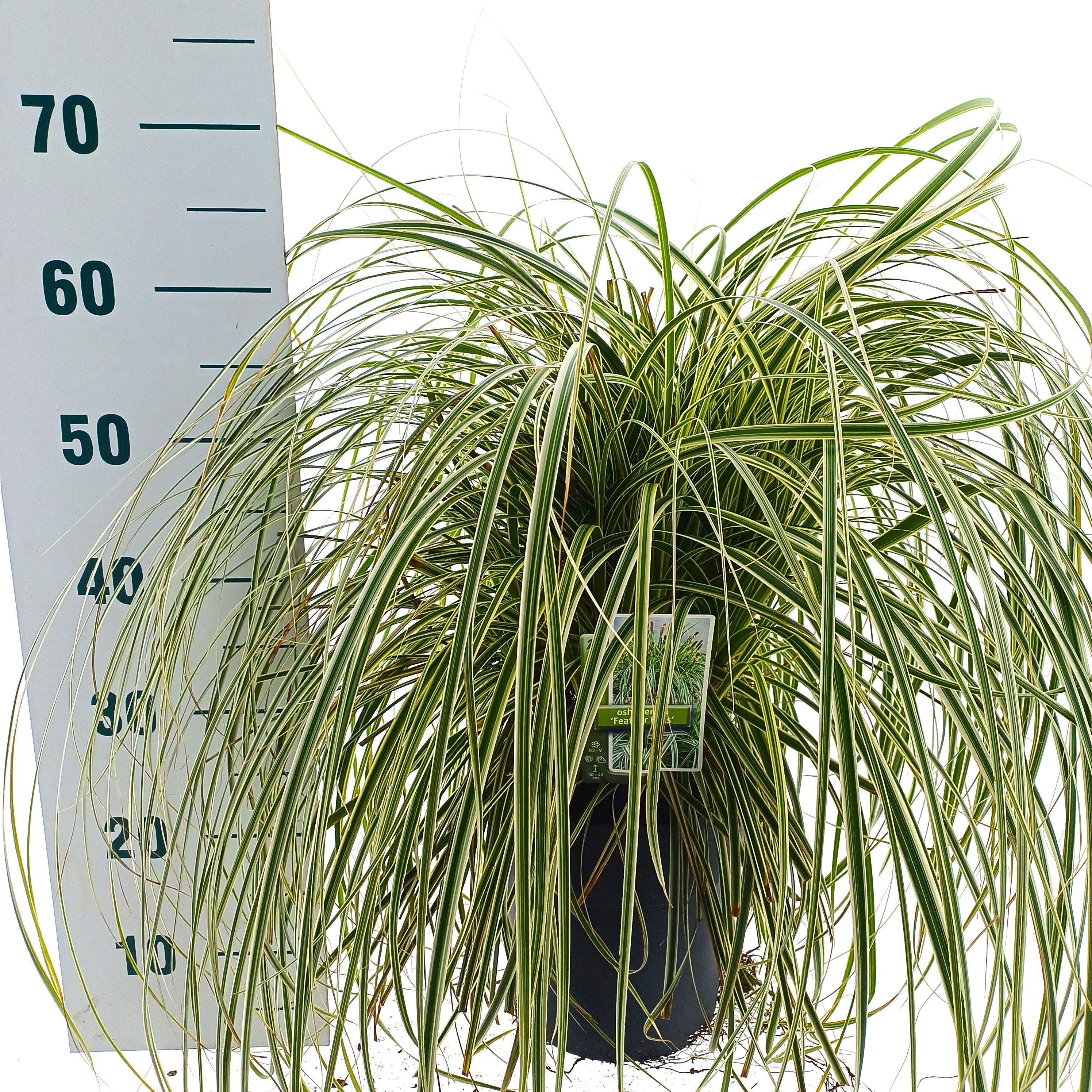 Carex 'Feather Falls' PBR, D 23
