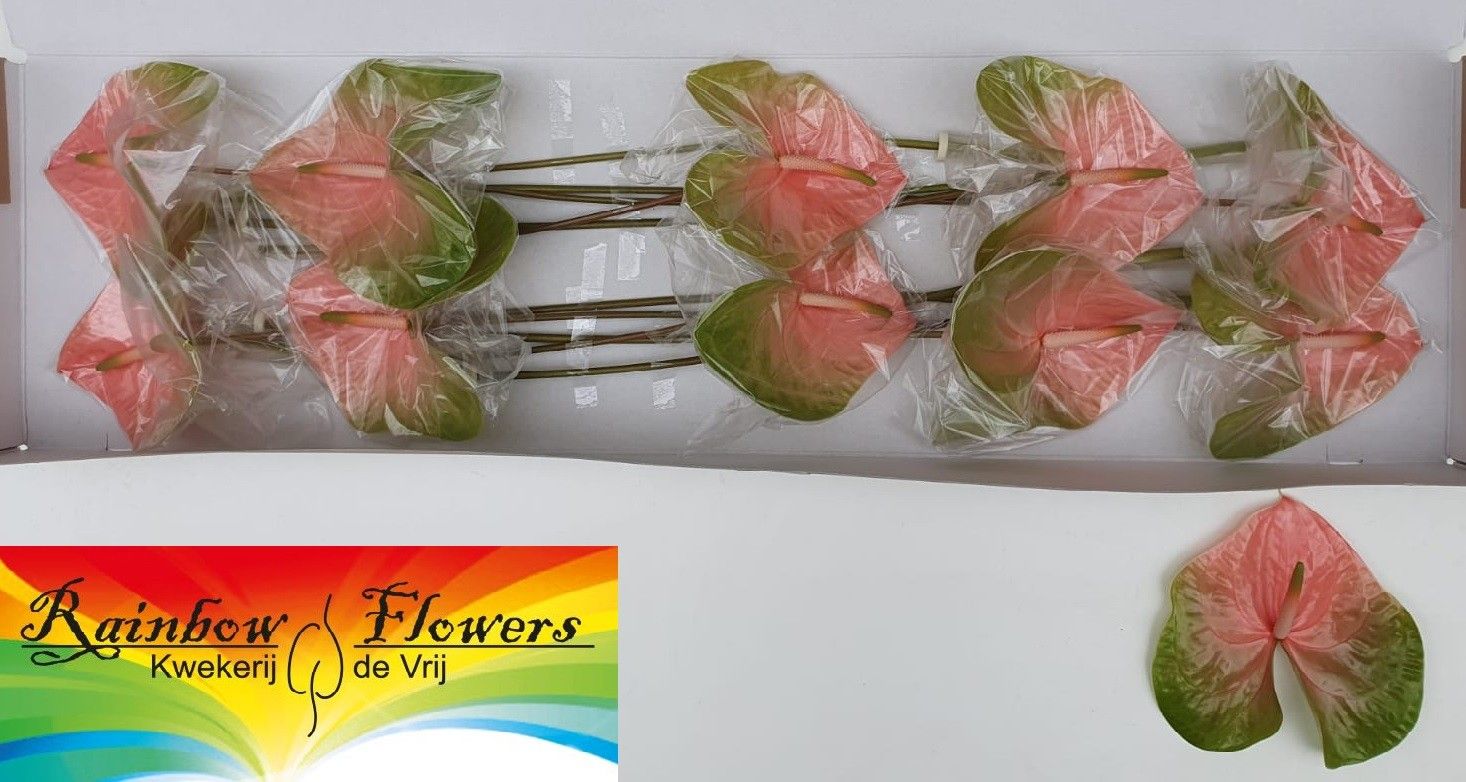 Антуриум Габриелла (розово-зел.) x10, шт.