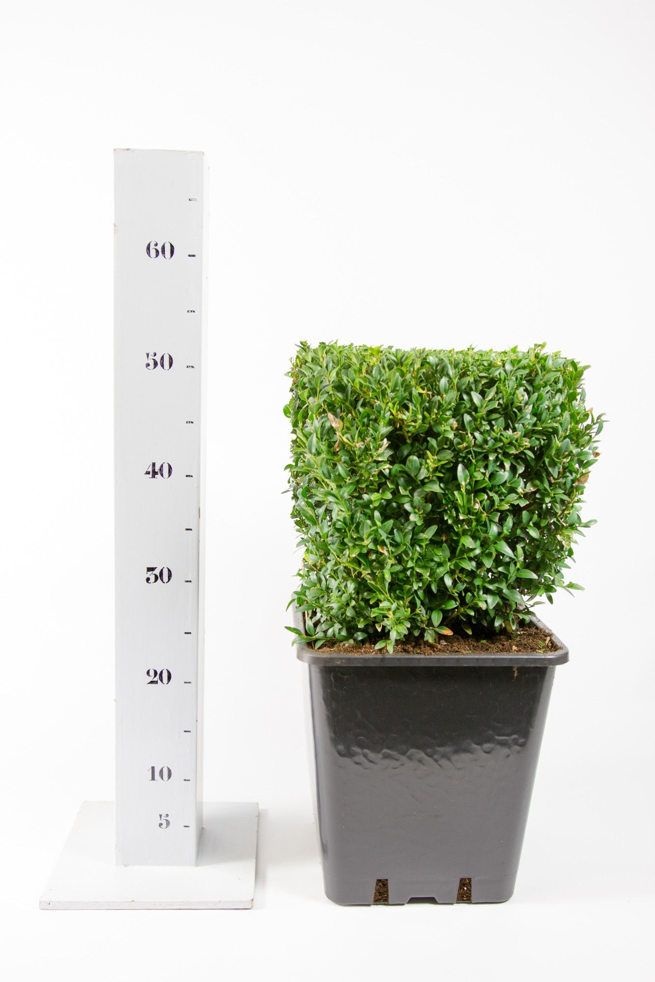 Buxus sempervirens 25cm kubus, D 25