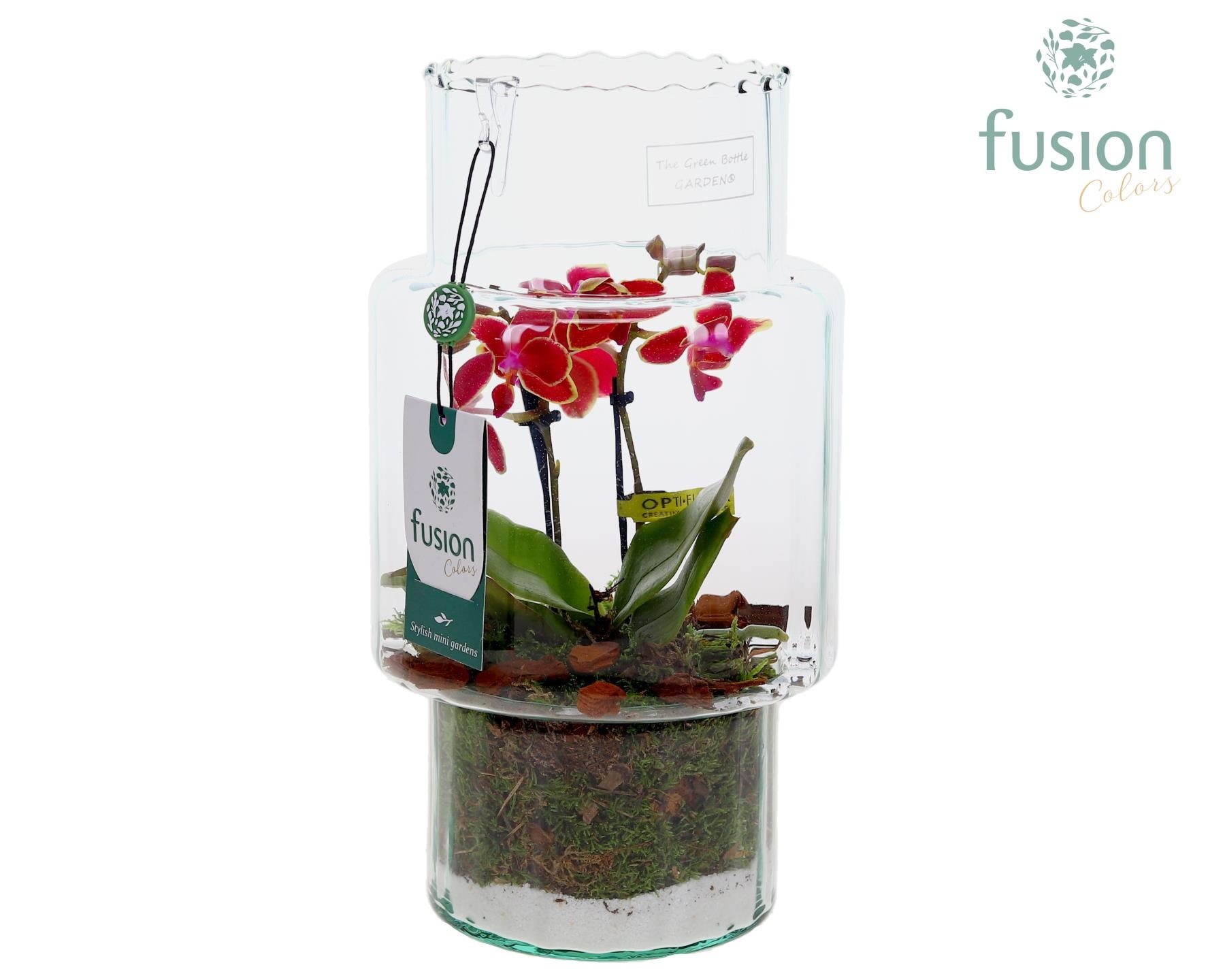 Green Bottle Sara Medium met Phalaenopsis, D 16 cm