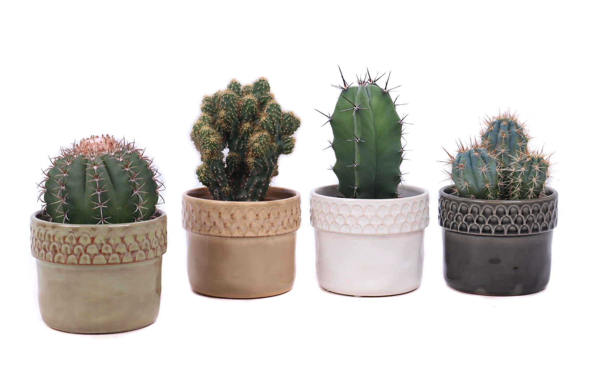 Cactus mix 10,5 cm in Siwa sierpot, D 12 cm