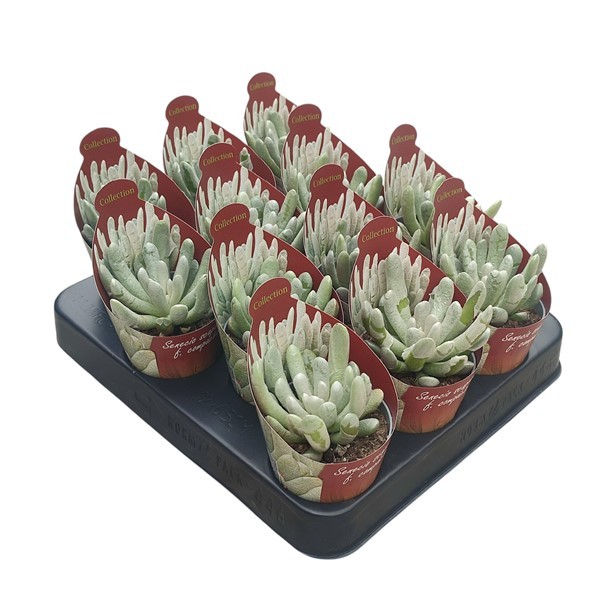 SENECIO SCAPOSUS COMPACTUM - POT Ø 6,5 - COLLECTION WITH POTCOVER (SUCCULENTEN), D 6,5