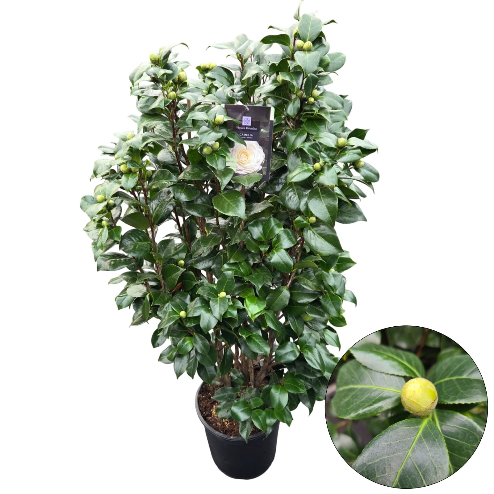 Camellia jap. 'White', D 29