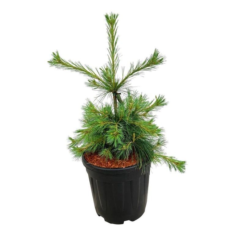 Pinus strobus 'Niagara Falls', D 32