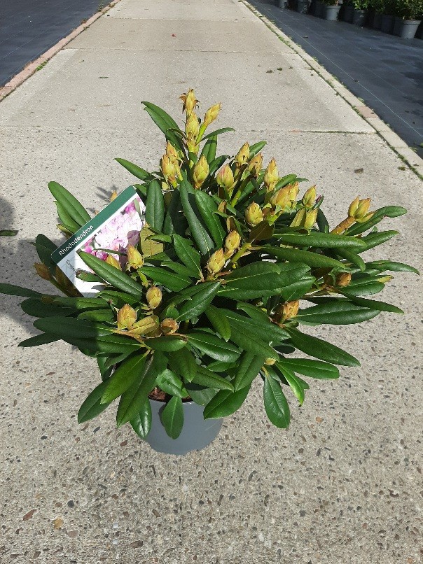 Rhododendron (yak) 'Caroline Allbrook', D 23