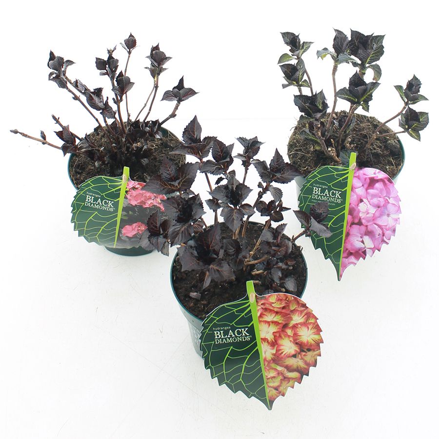 Hydrangea macr. Black Diamonds® MIX C2 (17cm.), D 17