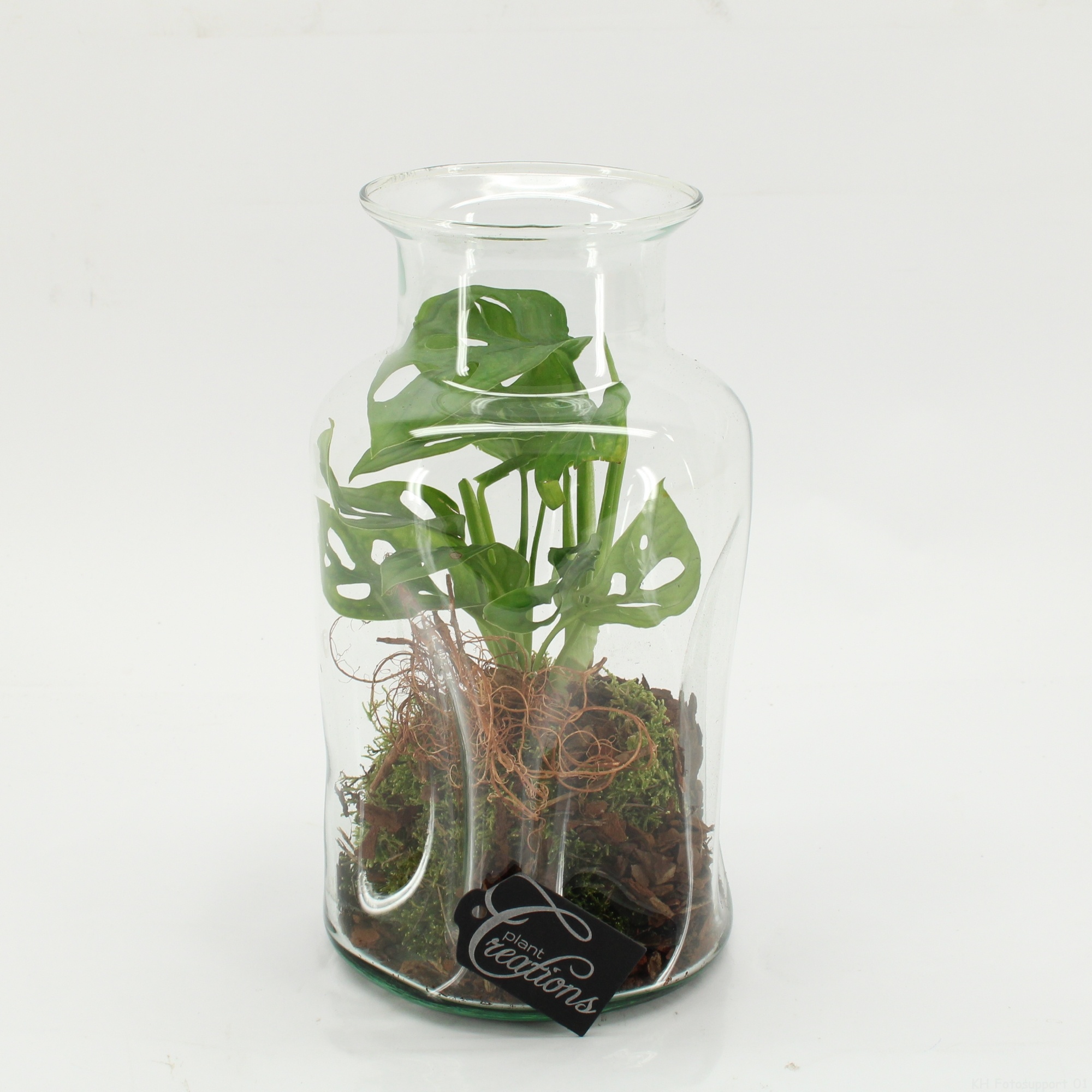 GRCR-2604 Green Essentials terrarium, D 17