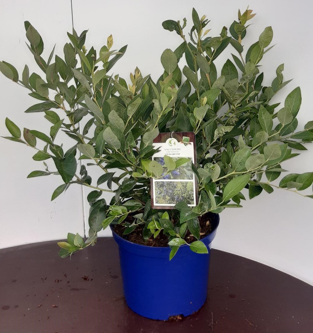 Vaccinium corymbosum Elisabeth, D 22 cm