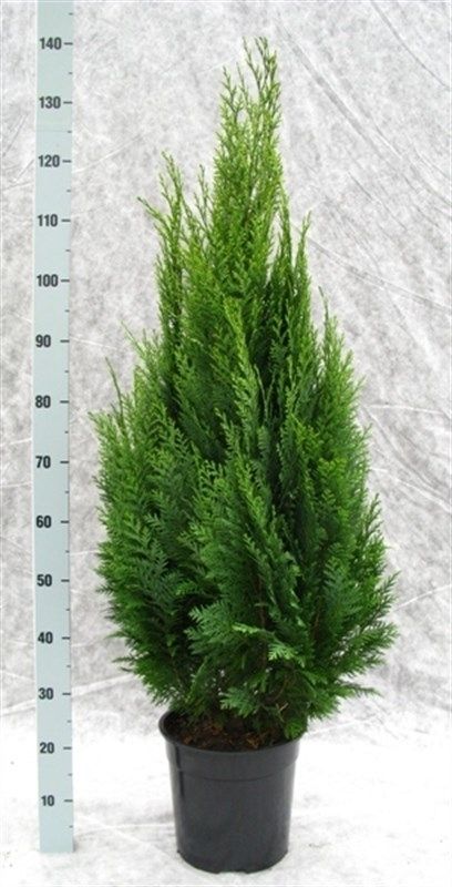 Chamaecyparis lawsoniana 'White Spot', D 27 cm