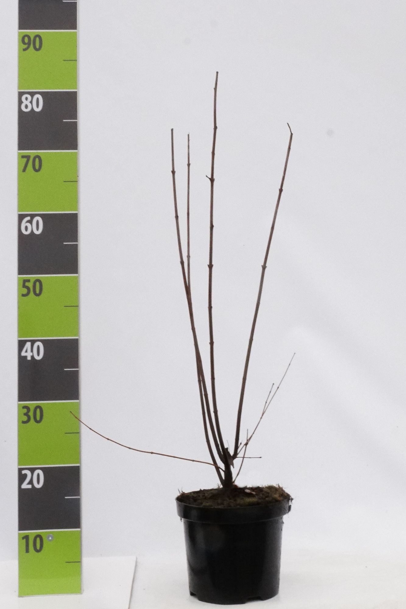 Acer ginnala C 3, D 19