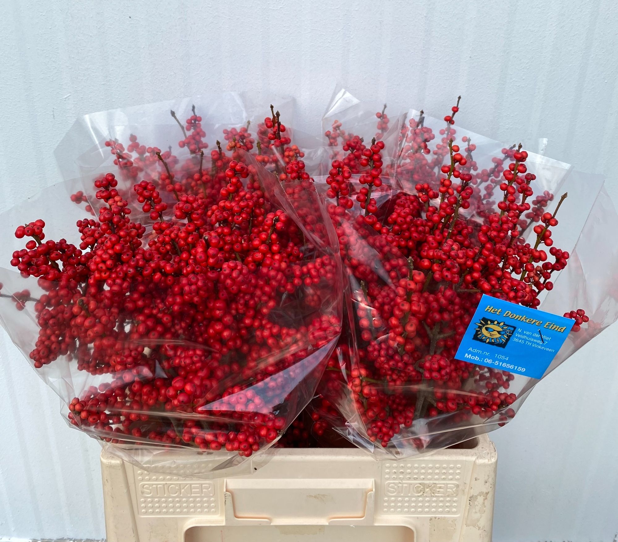 Илекс Красные ягоды 60, шт.