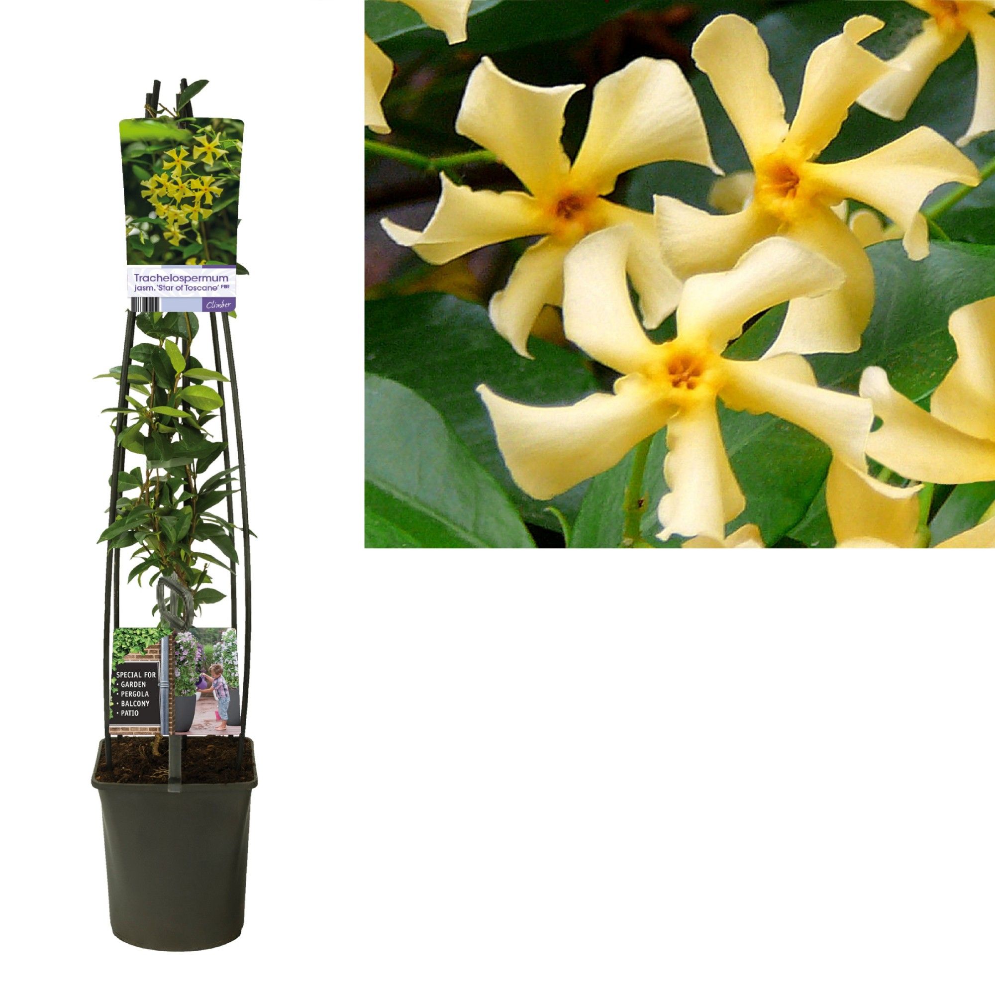 Trachelospermum jasm. 'Star of Toscane' PBR +light label, D 23