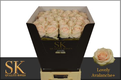 Роза од. Лавли Аваланш+ 80 (крем.), шт.