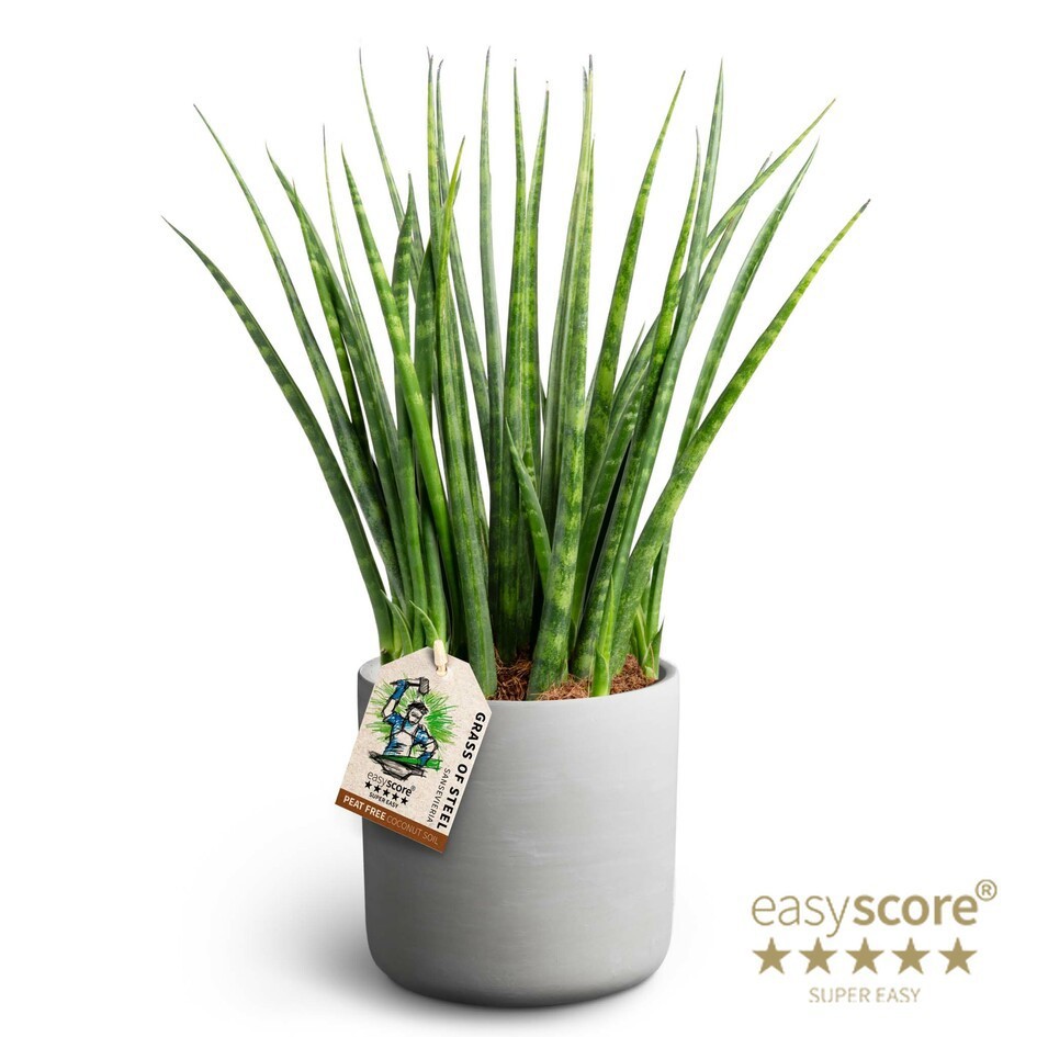 SANSEVIERIA PARVA 41132554 Raw Grey Fernwood, D 12