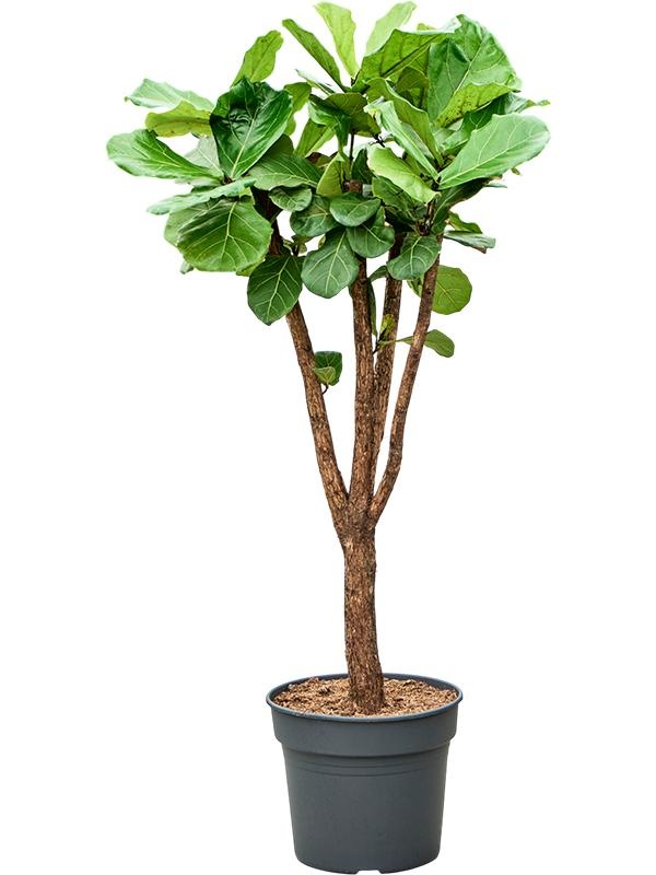 Ficus lyrata, D 38