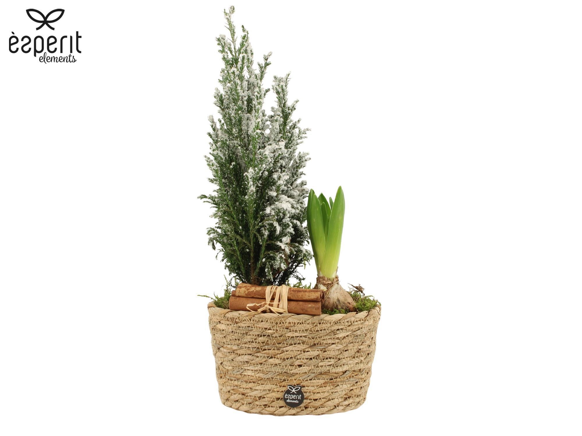 62145: X-mas outdoor arrangement, D 17