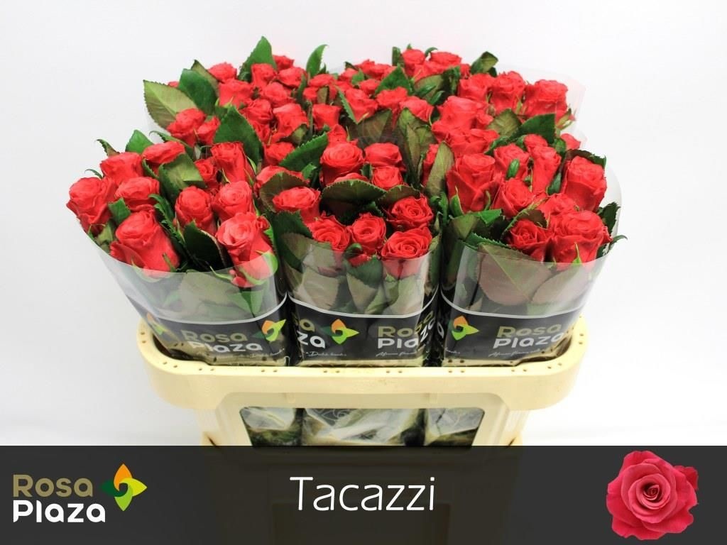 Роза од. Такази+ 70, шт.