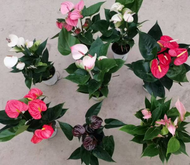 Антуриум 110 Рейнбоу 11 30