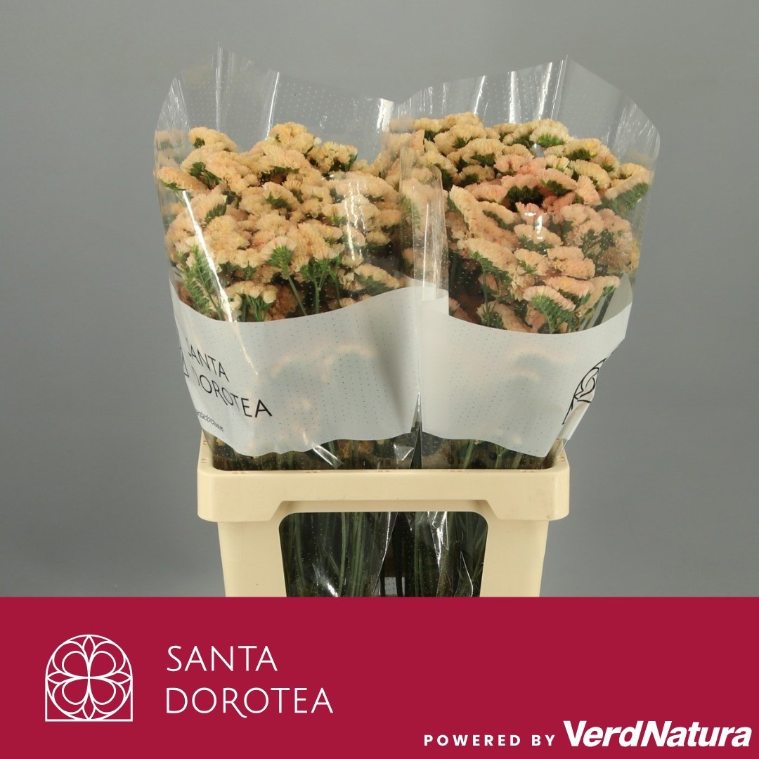 Статица Лючия Априкот+ 70, шт.