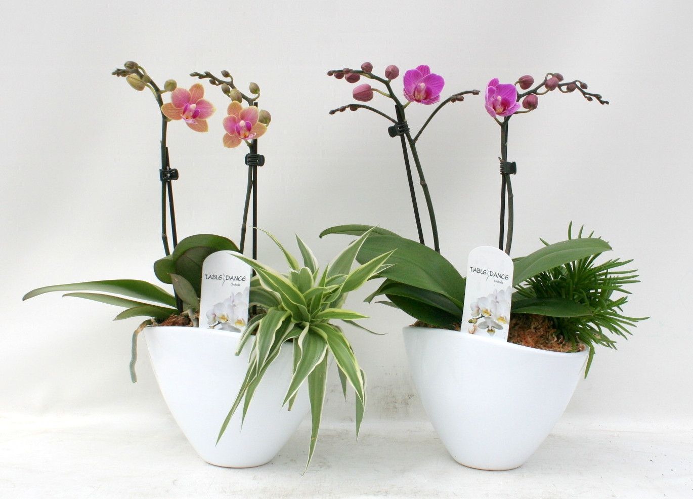 Phalaenopsis Schale 2 tak und Beipflanze, D 17