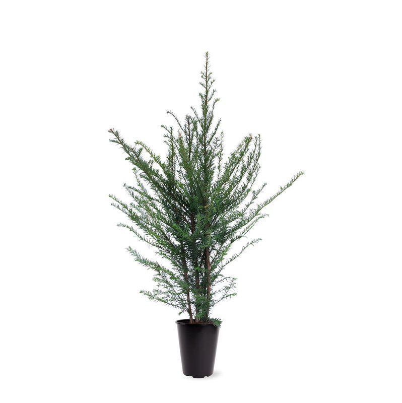 Taxus baccata (zonder etiket), D 21
