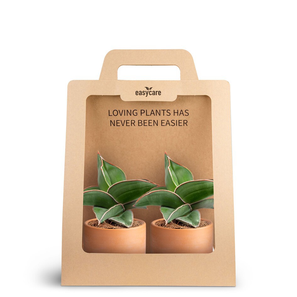 SANSEVIERIA EHRENBERGII 30690008 2-Pack Raw Terracotta, D 7 cm