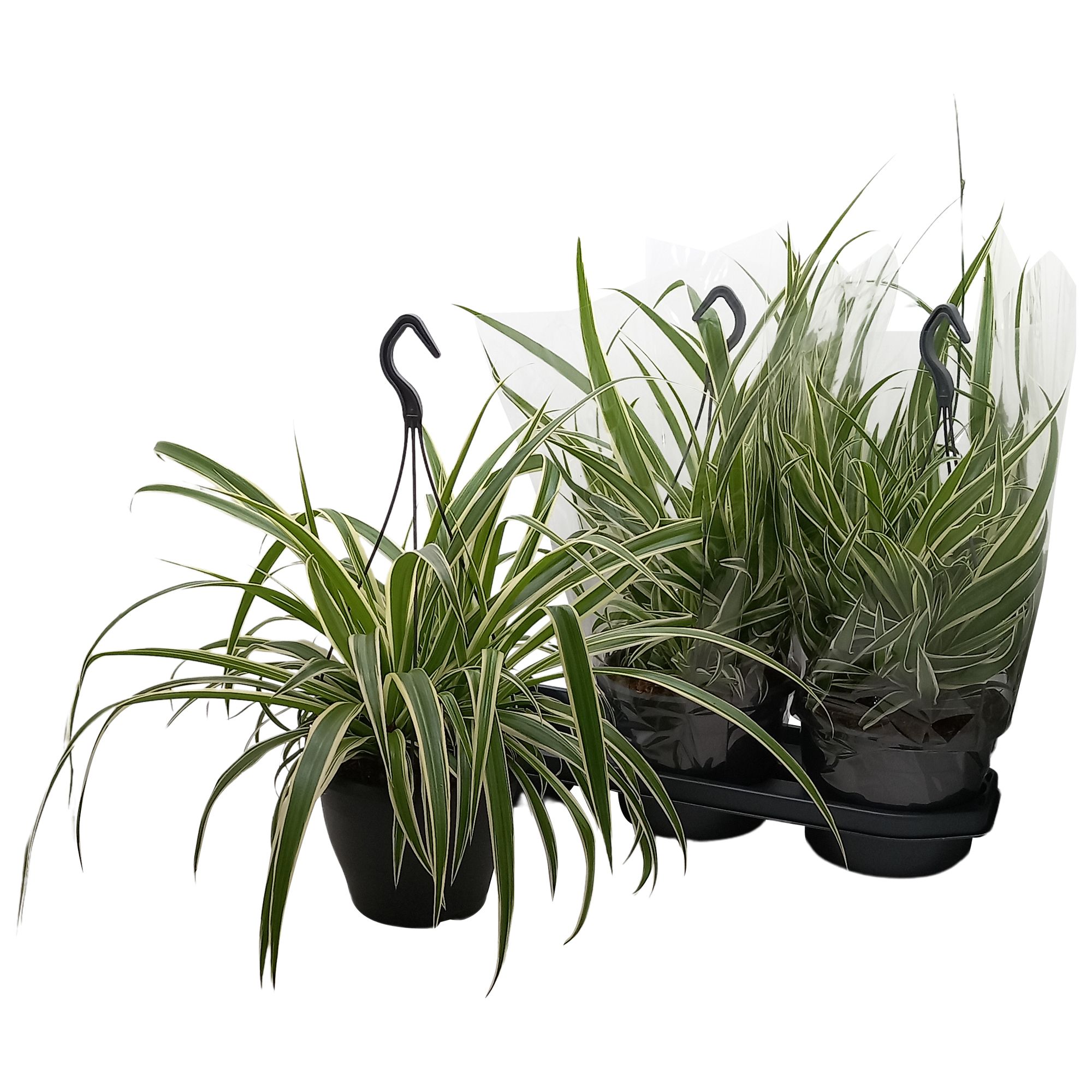 Chlorophytum Com 'Vittatum', D 19