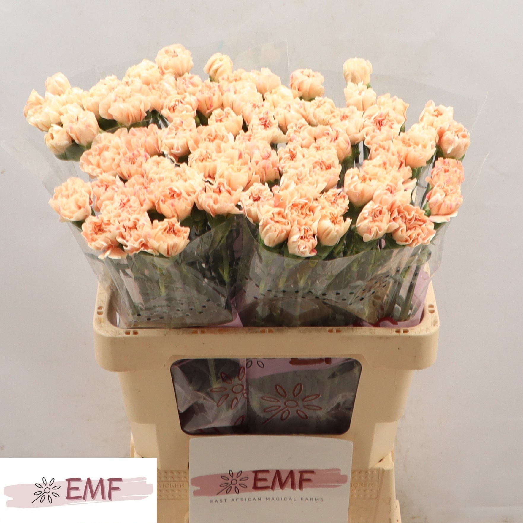 Диантус од. Эппл Ти, шт.