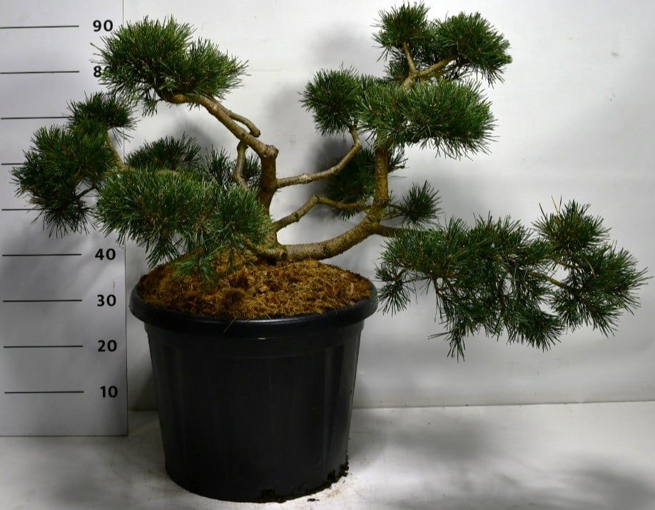 Pinus sylv. 'Repens', D 48