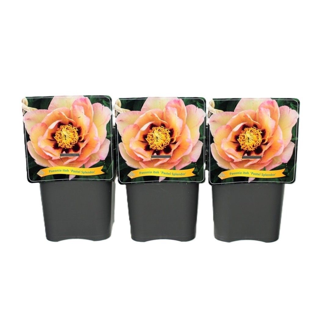 Paeonia Itoh 'Pastel Splendor' C5, D 21