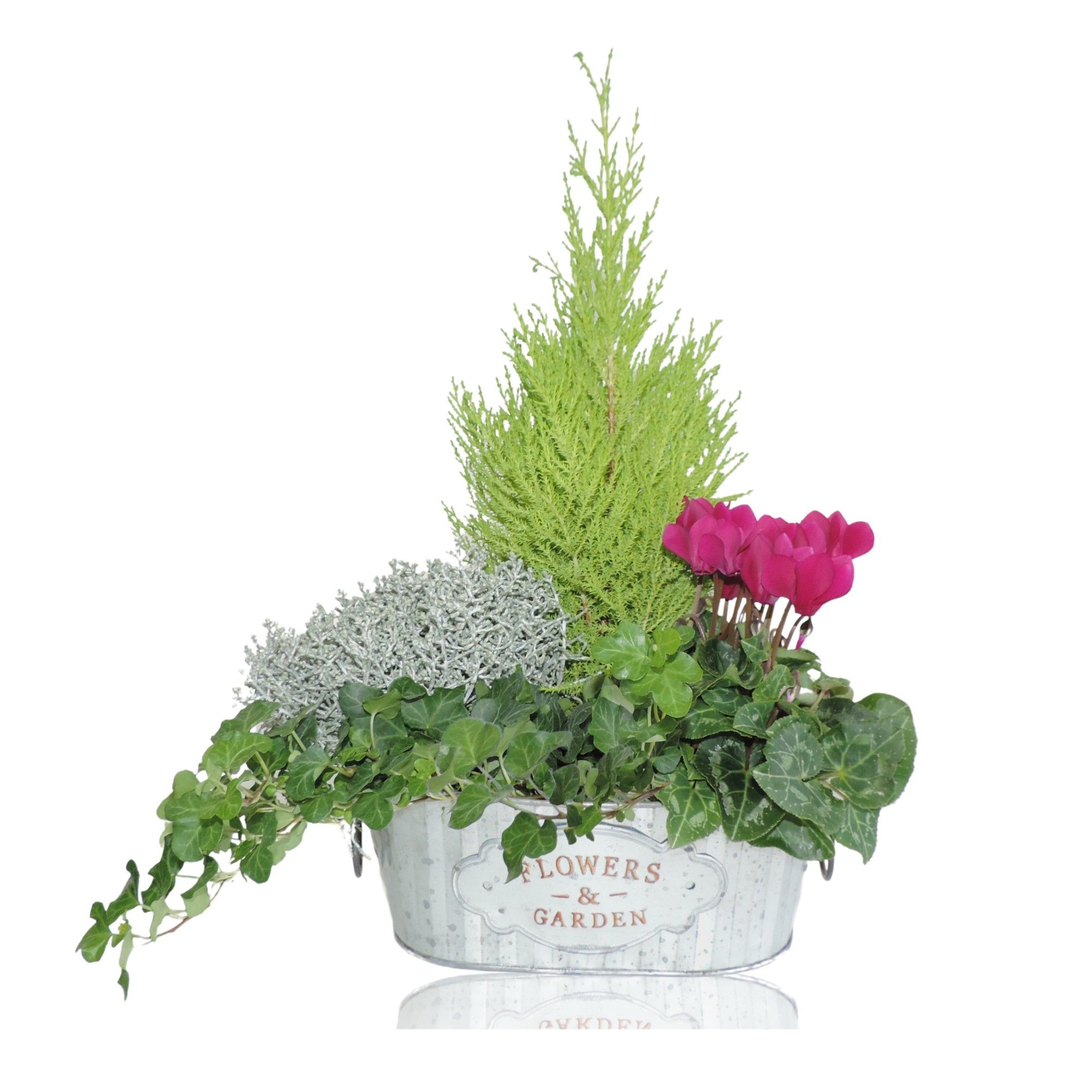 Collectie Dex Arrangement in Zinken Schaal Ovaal 26 cm, D 26