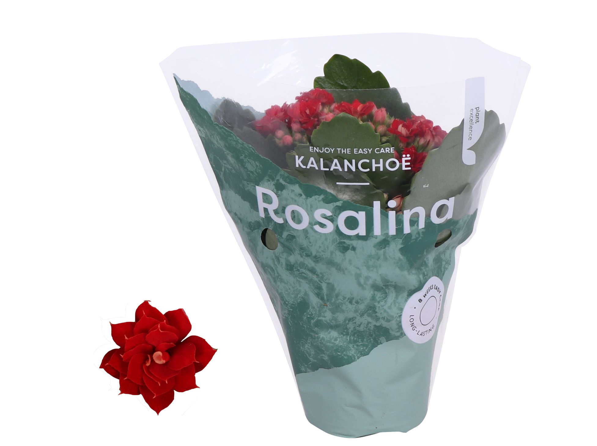 Kalanchoe Rosalina 07cm Don Justino rood, D 7